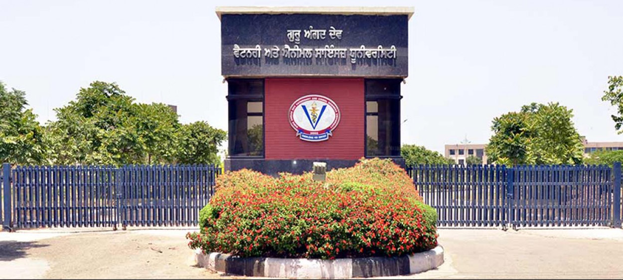 Vet Varsity Female Researchers win Thesis Awards at National Level
